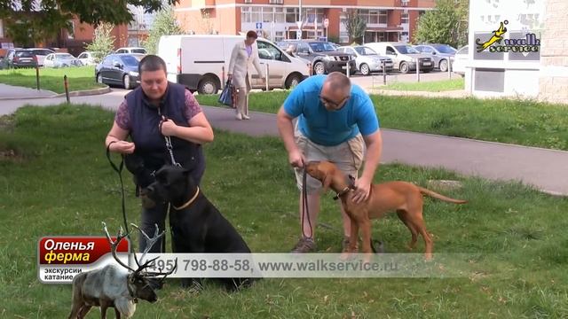 Бесконфликтный метод дрессировки, работа с агрессивным поведением к собакам смотреть онлайн