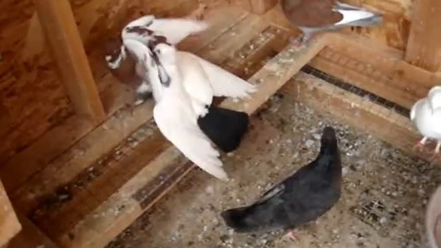 PIGEON FIGHT!!!!!!!!!!!!! Biter VS Chicken смотреть онлайн