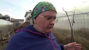 Когда высаживать саженцы?