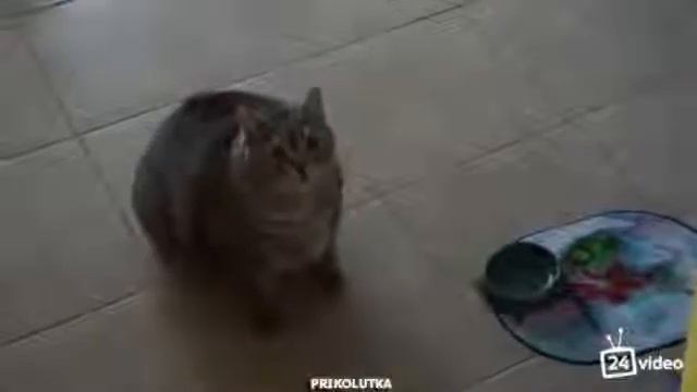 Нереально жирный кот! смотреть онлайн