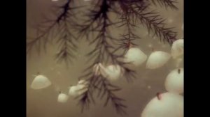 П. Чайковский ＂Вальс цветов＂