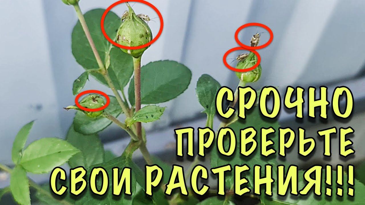 Я ПЛАКАЛА КОГДА ИХ УВИДЕЛА! Они ЗА СУТКИ ИСПОРТИЛИ сад и огород! СРОЧНО ПРОВЕРЬТЕ СВОИ РАСТЕНИЯ! смотреть онлайн