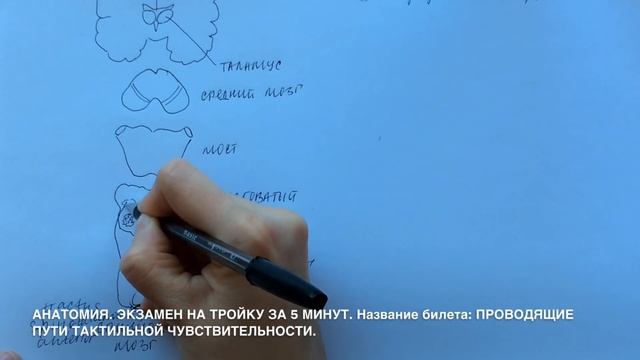 Билет 027. ПРОВОДЯЩИЕ ПУТИ ТАКТИЛЬНОЙ ЧУВСТВИТЕЛЬНОСТИ. смотреть онлайн