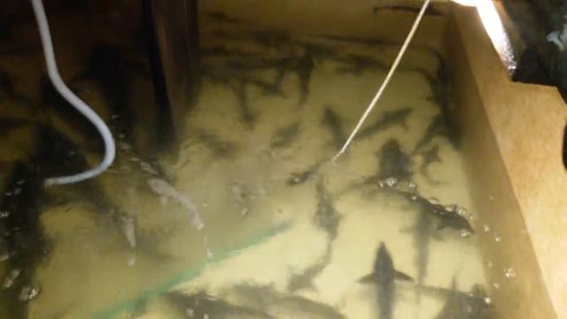 Стерлядь и осетры подросли смотреть онлайн