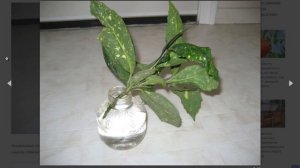 Размножение аукубы японской в домашних условиях листом или черенками, как посадить отросток