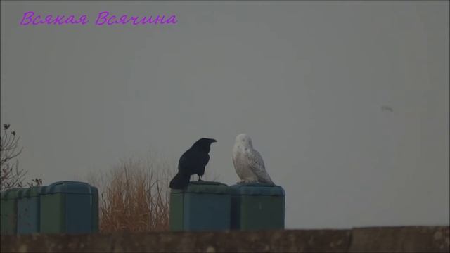 Кто здесь главный?Ворон и Снежная Сова. смотреть онлайн