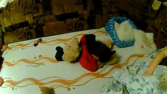 собака ужас медведей смотреть онлайн