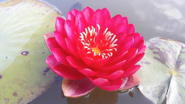 Нимфея Manee Red (Красный Мани) кувшинка, нимфея, водные растения, пруд смотреть онлайн