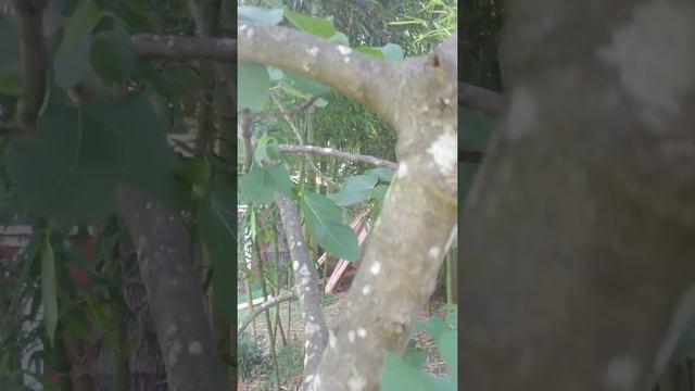 Шок от увиденного на инжире Масуи Дофин/Masui Dauphine, эксклюзивный, ремонтантный, японский сорт. смотреть онлайн