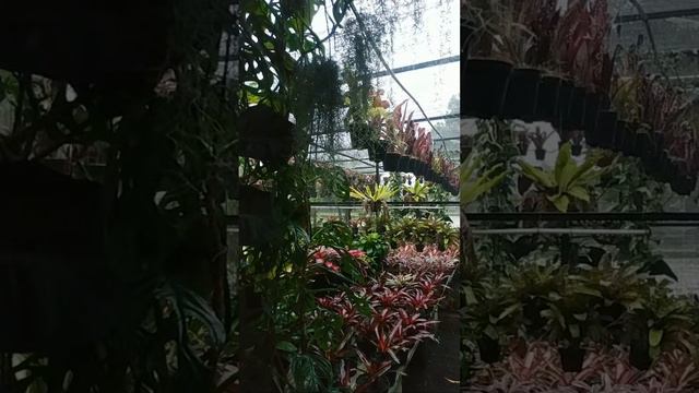Tanaman Hias Bromelia malang #chobromelia #bromeliamalang смотреть онлайн