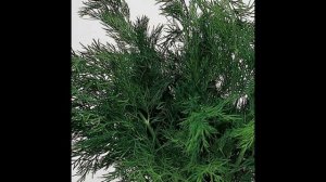 Обзор сорта укропа "Грибовский" (характеристики, свойства, фото)