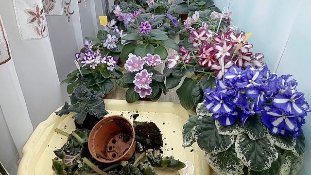 Пересадка фиалки + профилактика от трипса,мучнистого червеца и других насекомых. смотреть онлайн