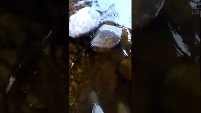 Лошавая горбуша