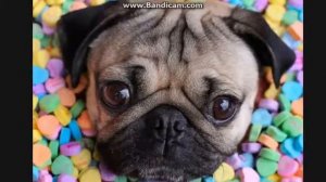 О мопсе (песня)