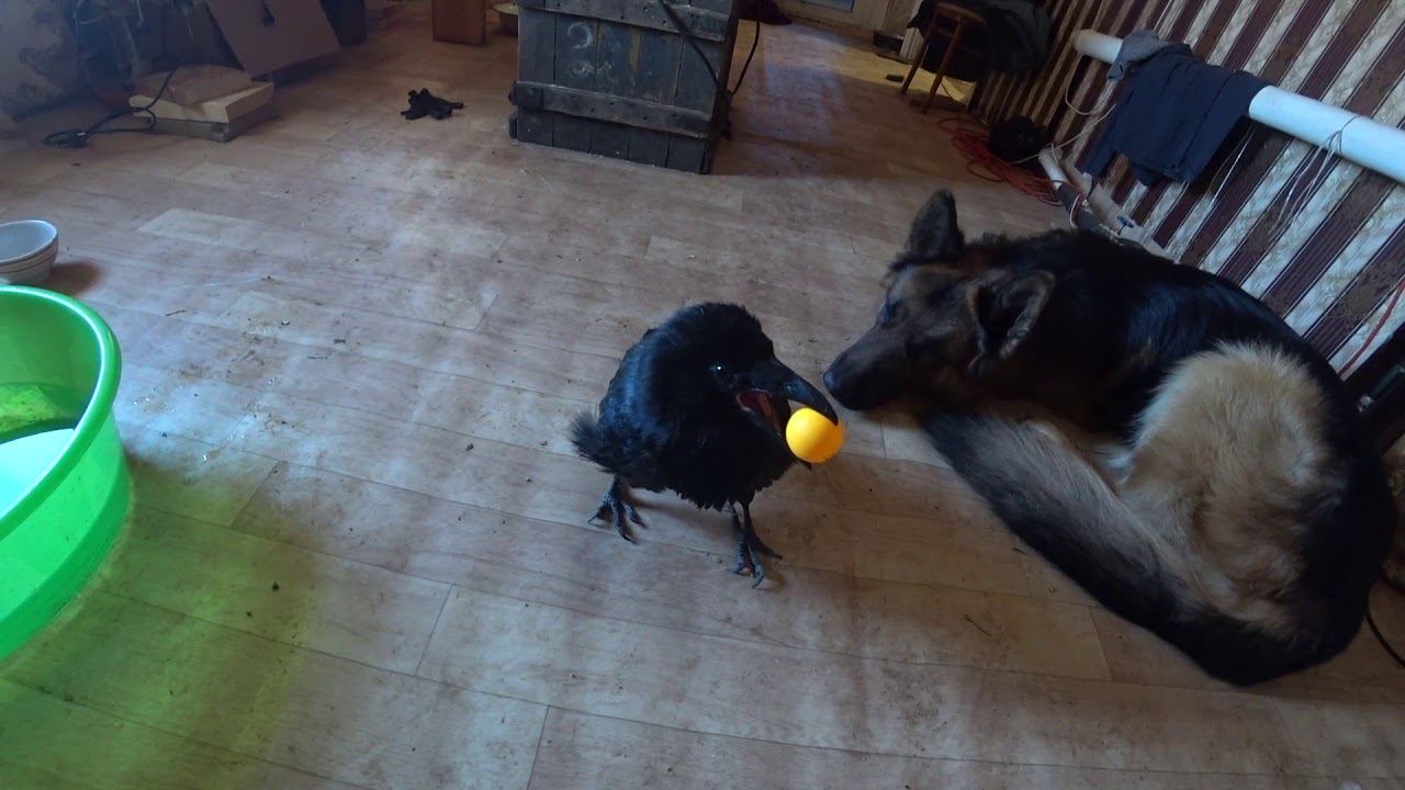 Вороны играют. смотреть онлайн