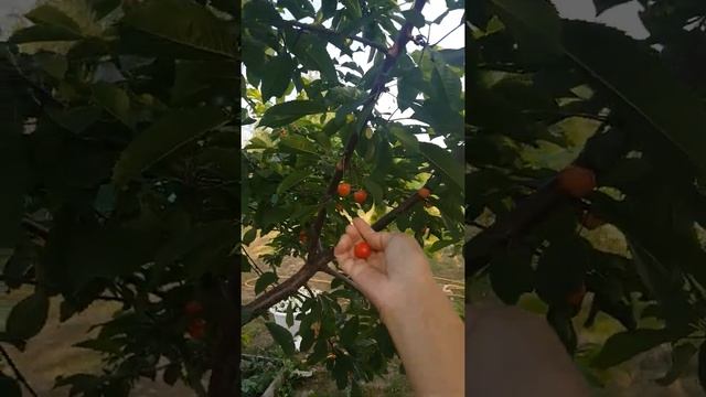 Черешня Фатеж в Ленинградской области смотреть онлайн