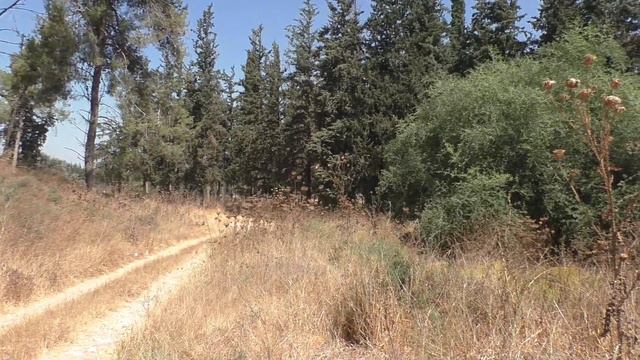 Лето в лесу/ Summer In The Forest