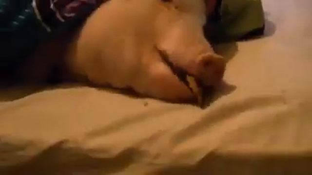 Лишь одна я играю на баяне смотреть онлайн
