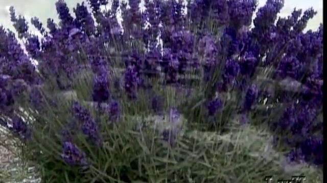 Exploring Lavender - Life with Herbs - Emelie Tolley смотреть онлайн
