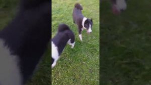 лайка русско европейская. мои лайки РЕЛ.