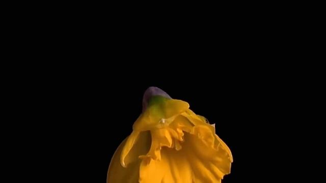 Как распускаются цветы Шедевр смотреть онлайн