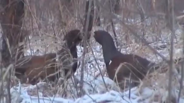 Вологодская охота