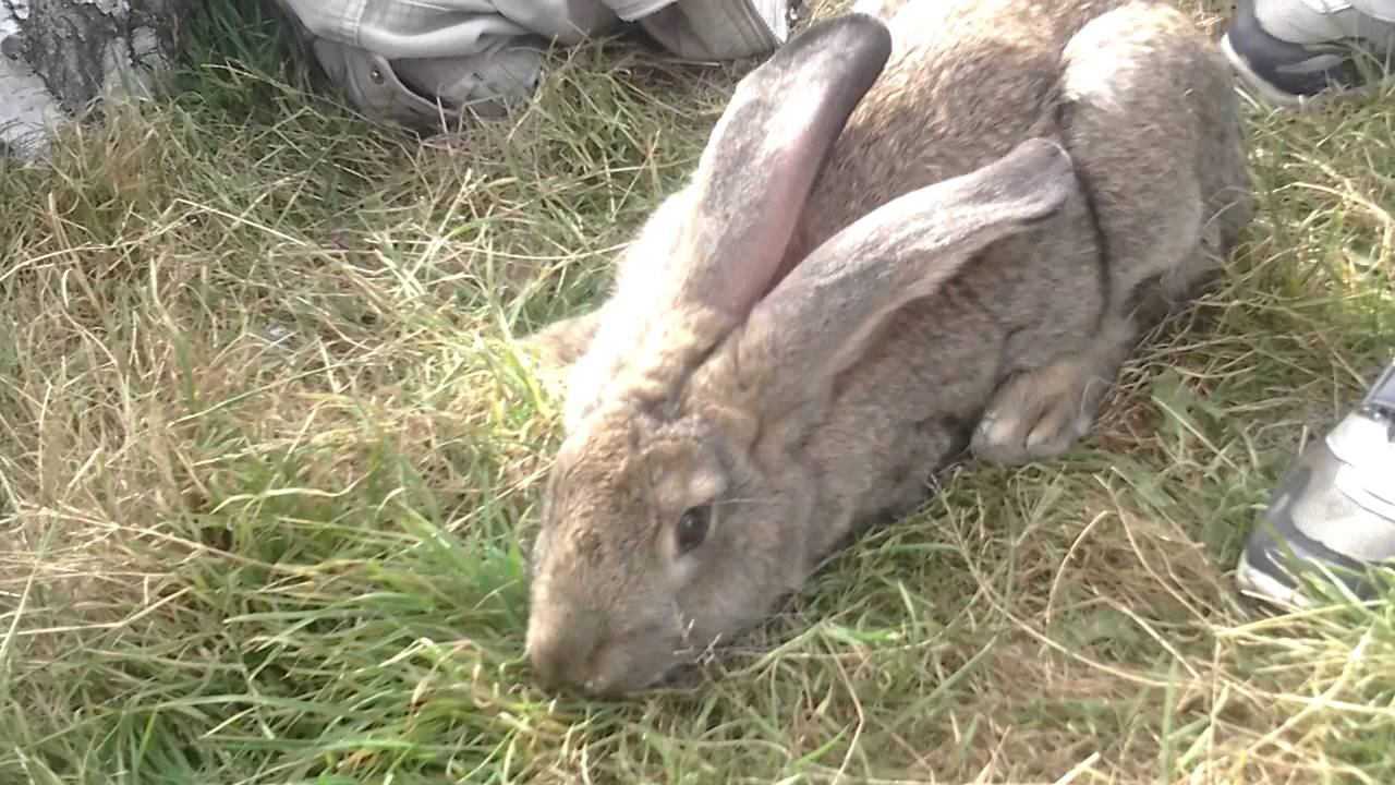 Дети и заяц смотреть онлайн