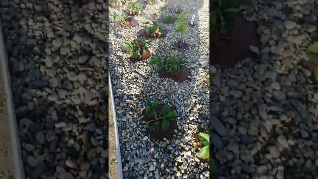 Вариант мульчирования клубники. смотреть онлайн