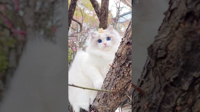 Белая пушистая