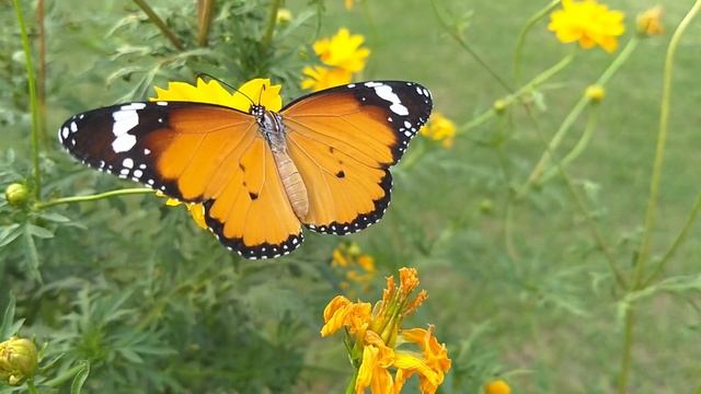 Relax Music. Воздушная музыка, и видео с природой, для снятия стресса, медитации и сна. смотреть онлайн