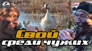 Охота на гуся.Свой среди чужих. Мир глазами охотника