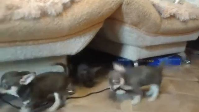 Чишки шокомалышки перетягивают канат смотреть онлайн