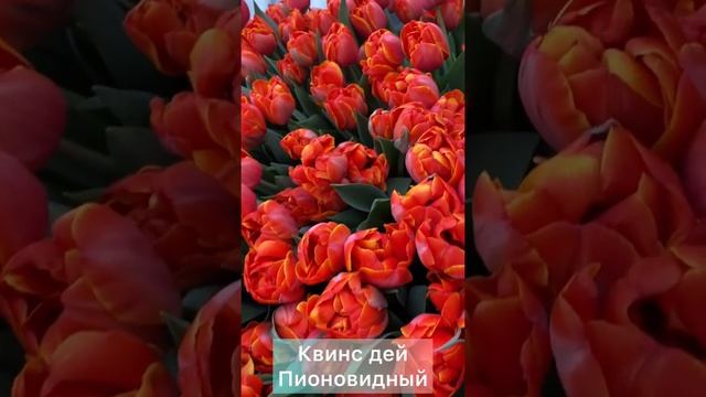 Пионовидный тюльпан Квинс Дей смотреть онлайн