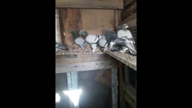 Продается турецкая такла! смотреть онлайн