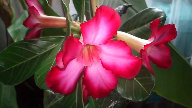 39 Adenium Obesum - pustynna róża Kwiaty Uprawa смотреть онлайн