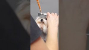 ГРУМИНГ МАЛЬТИЙСКОЙ БОЛОНКИ / СТРИЖКА МАЛЬТЕЗЕ / GROOM SCHOOL