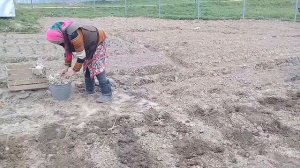 Посадка картофеля под лопату.