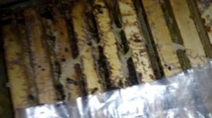 Пчеловодство - Плохая зимовка, несколько семей опоносились