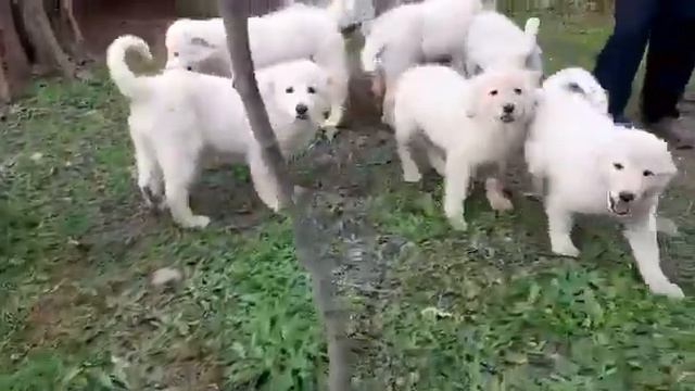 proTier e.V. - Pacolo, Pandora, Panna, Pelo, Pepe, Pino, Pluto, Pupa смотреть онлайн