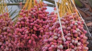 Как сушат финики