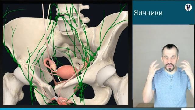 Яичники смотреть онлайн