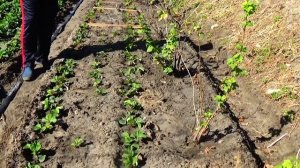 Когда сажать клубнику осенью? Длительный период, но нужно знать, как!