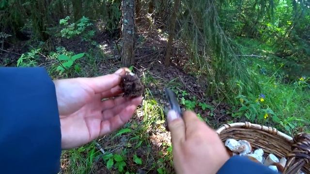 ЧТО ТВОРИТСЯ В ЛЕСУ!!! БЕЛЫЕ ГРИБЫ ВСЮДУ! ПОДОСИНОВИКИ НЕ ОТСТАЮТ! Грибы 2020!