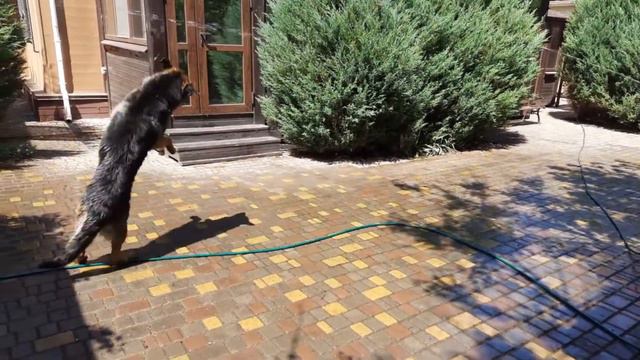 Водные процедуры во дворе с собакой, Одесса, май 2022 года. смотреть онлайн