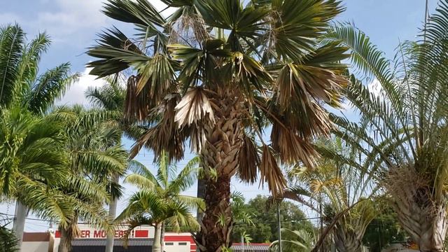 Sabal palmetto "Lisa" - Two Mature Specimens A Love Story Behind It All. смотреть онлайн