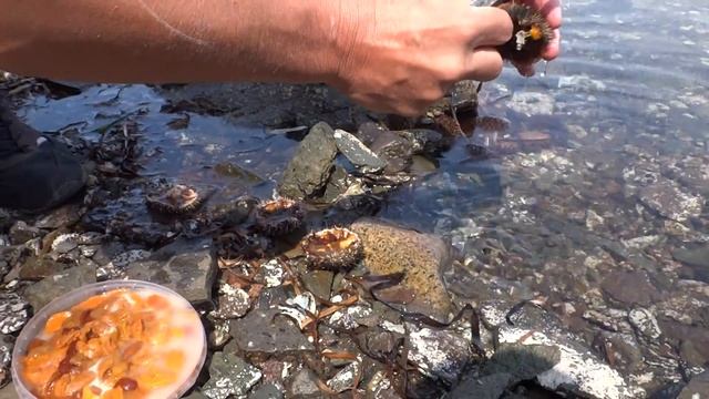 Как разделывать морского ежа. смотреть онлайн