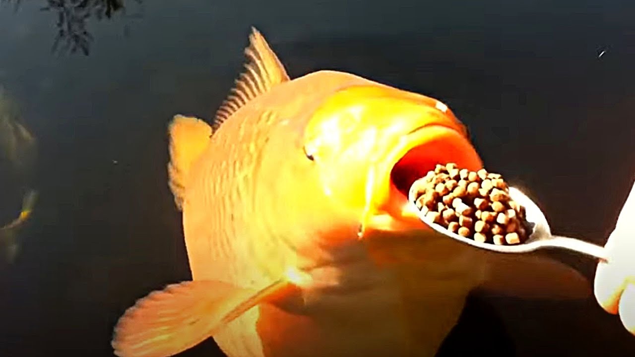 Карпы Кои. Почему они такие дорогие? смотреть онлайн