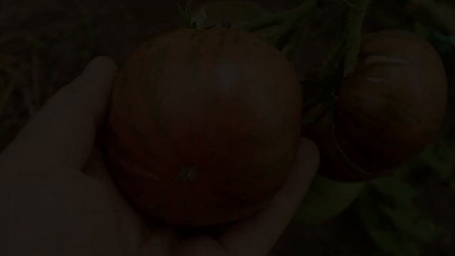 СОРТ ВКУСНЯТИНА!!! ТОМАТ ТАЙ ДАЙ ФРЕДА! смотреть онлайн