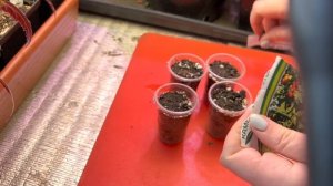 Посев КОМНАТНЫХ томатов,  выращивание помидор на подоконнике, опыт и советы от Анжелики