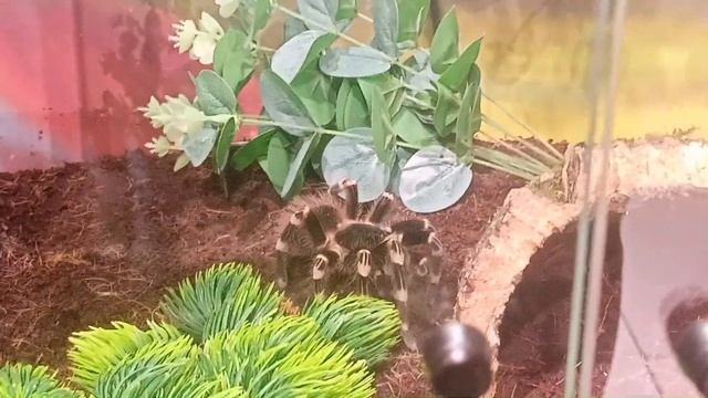 Пауки и не только они. Часть первая. ТРЦ "Гринвич". Екатеринбург. Улица 8 Марта, 46. смотреть онлайн